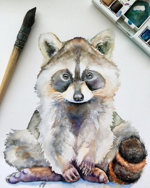 Енотик акварель