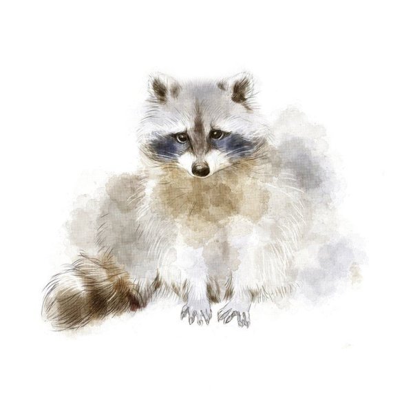Енотик акварель