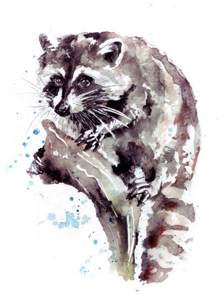 Енотик акварель