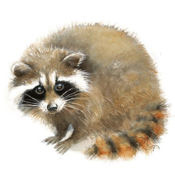 Енот акварелью