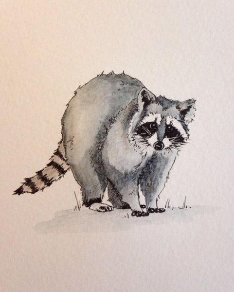 Животные акварелью енот