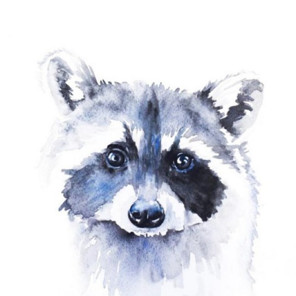 Енотик акварель