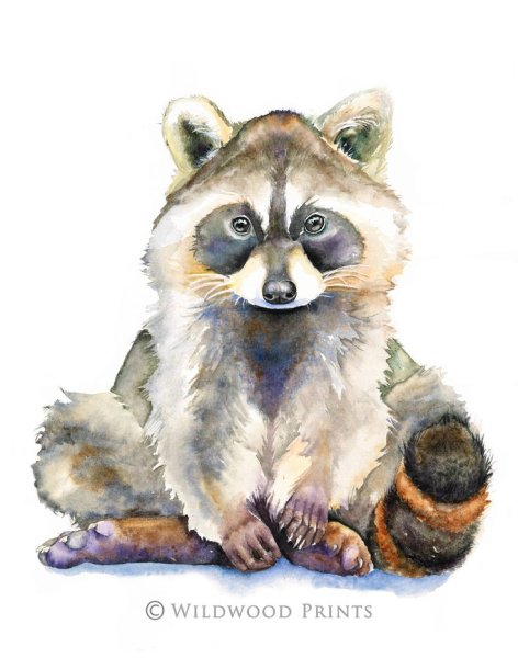 Енот акварелью