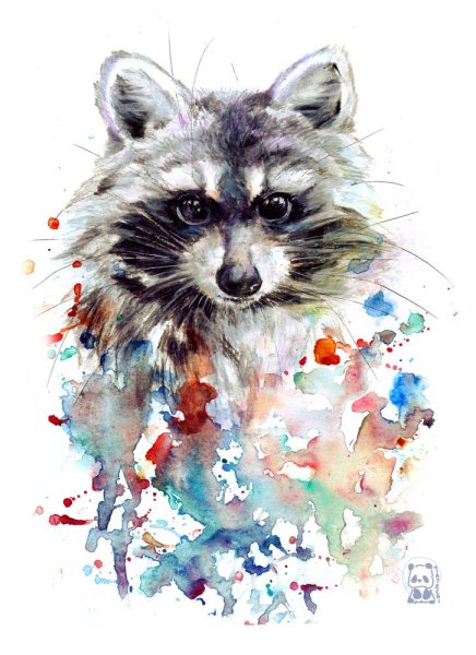 Енот рисунок Графика