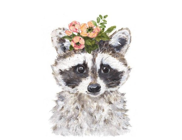 Енот акварель на прозрачном фоне