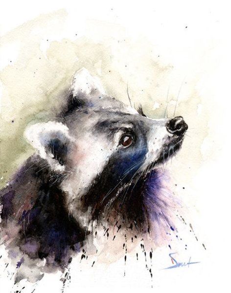 Енот акварелью