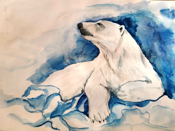 Белый медведь рисунок