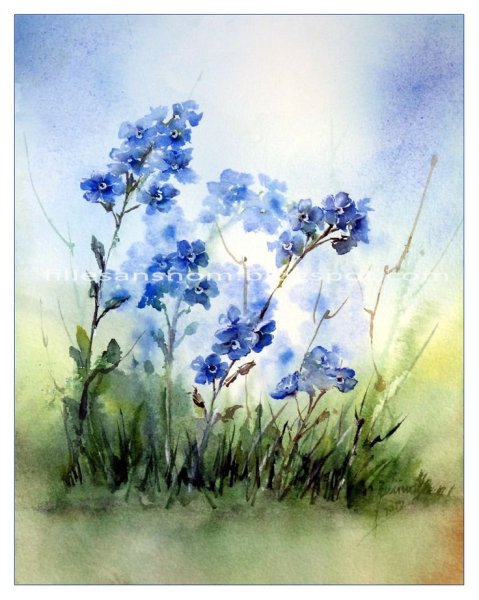 Незабудка цветок акварель