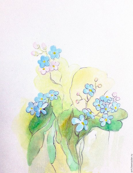 Незабудка редкоцветная ботаника