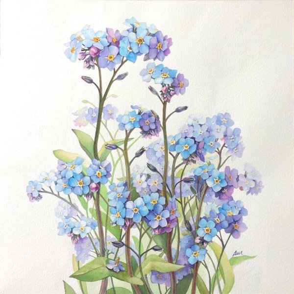 Незабудки акварелью