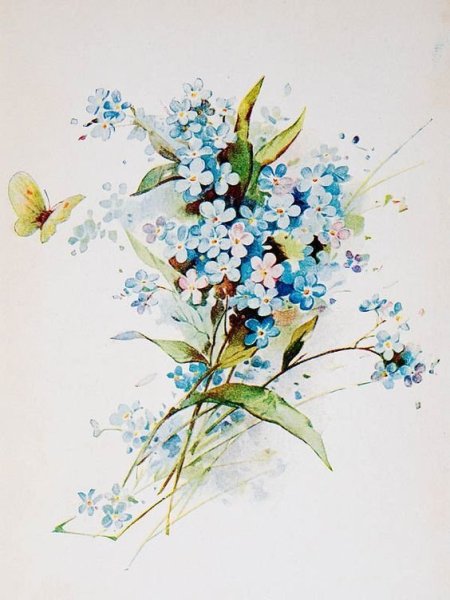 Незабудка цветок акварель