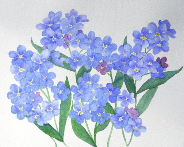 Незабудки акварелью