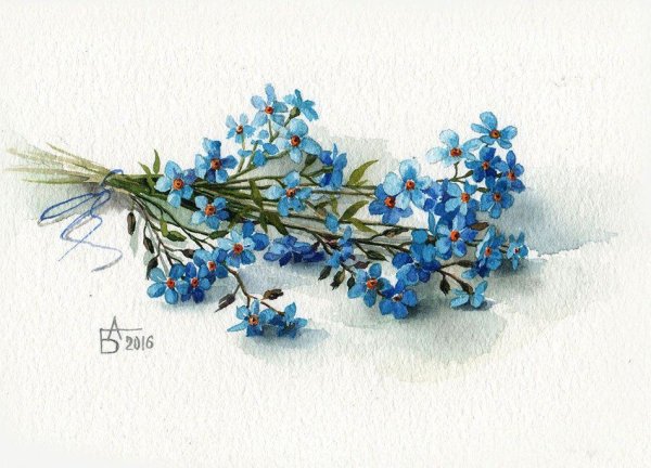 Незабудки эскиз акварель