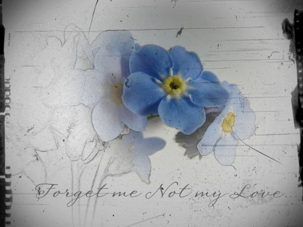 Незабудка цветок акварель