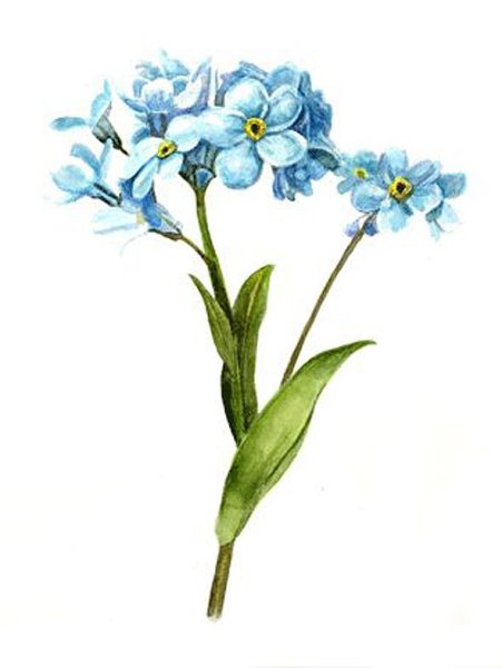 Акварель "бабочка"