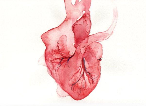 Анатомическое сердце акварель