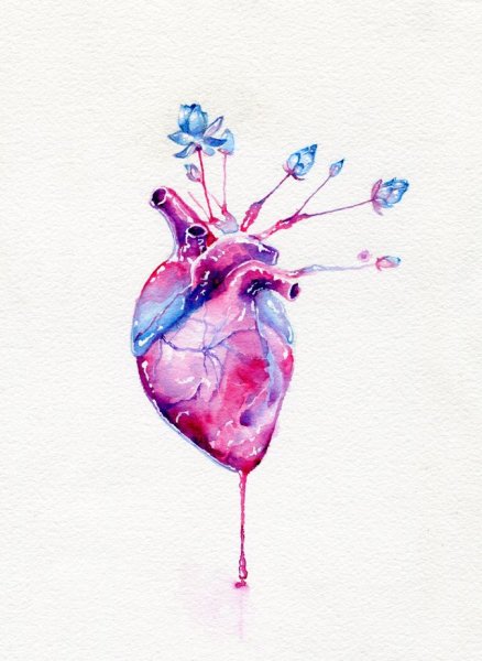 Сердце акварель анатомия
