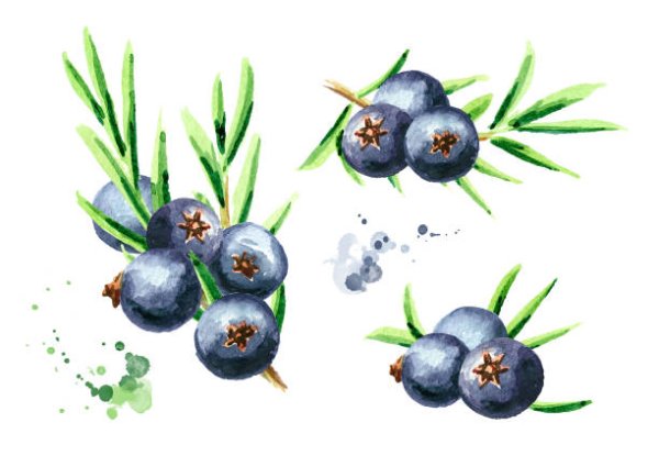 Ягоды можжевельника рисунок