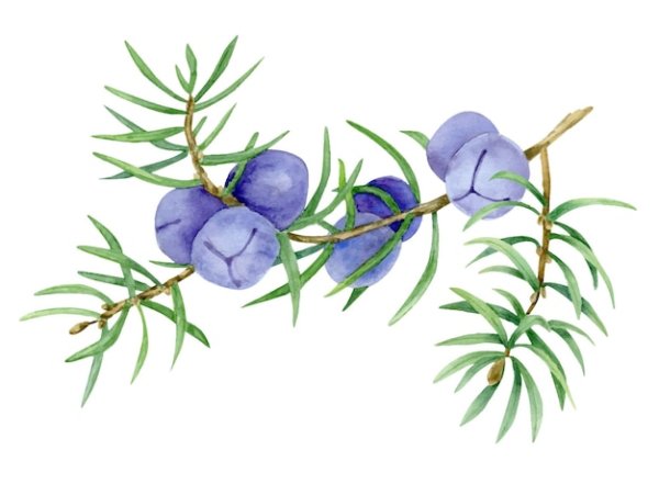 Ветвь можжевельника с ягодами акварель