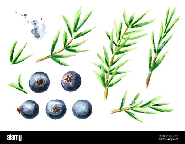 Можжевельник акварель