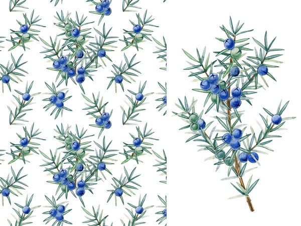 Можжевельник казацкий рисунок