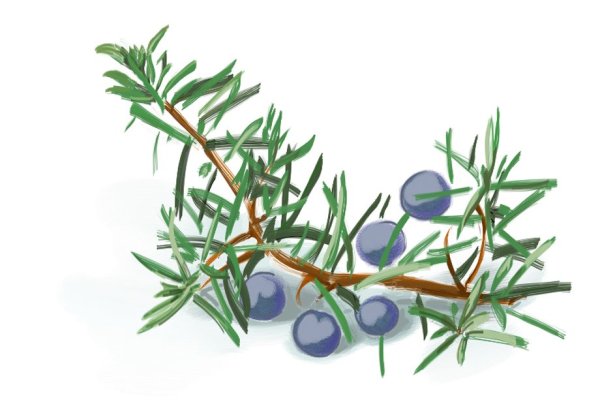 Можжевельник обыкновенный веточка