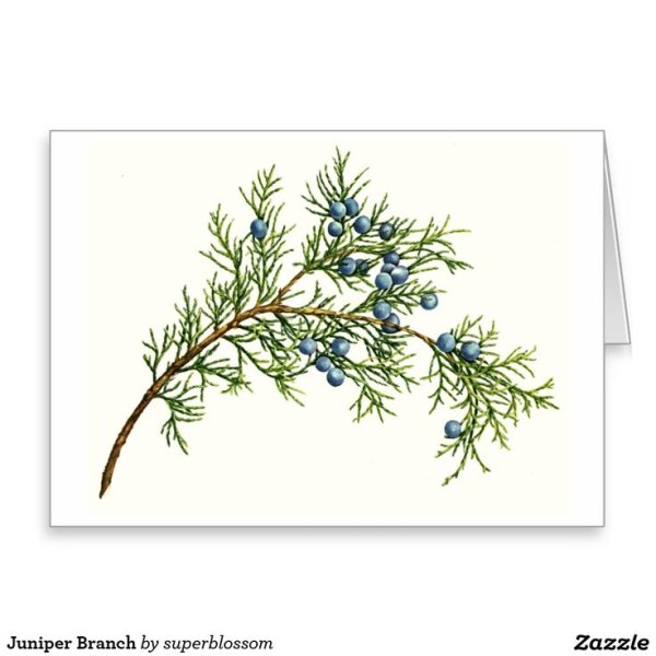 Ягоды можжевельника Графика