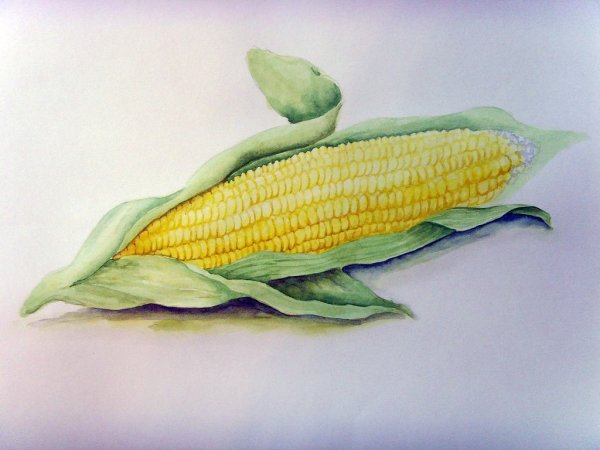 Кукуруза Ботаническая иллюстрация