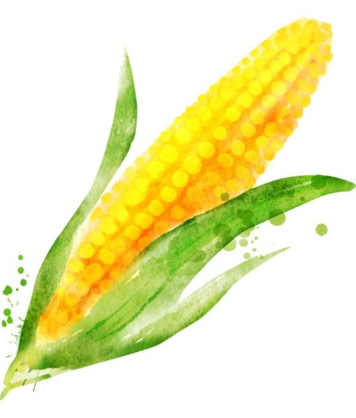 Кукуруза акварелью