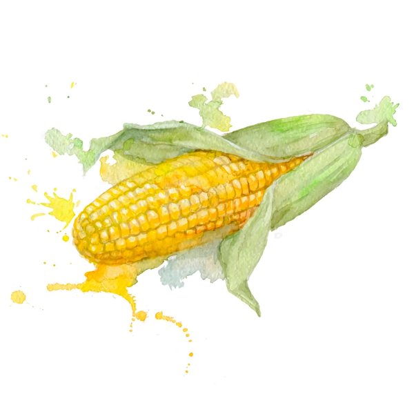 Скетч кукуруза акварелью