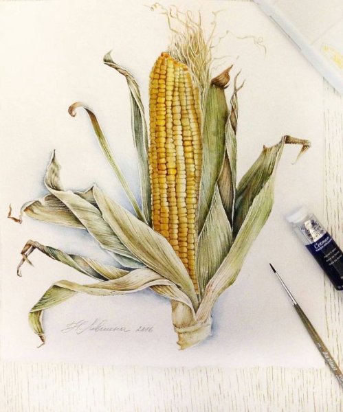 Зерно кукурузы акварель