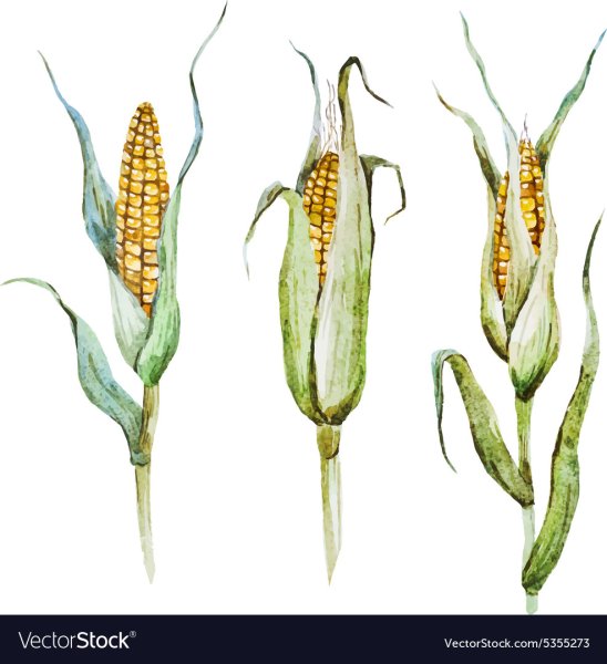 Кукуруза Ботаническая иллюстрация