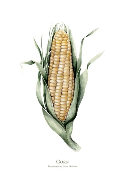 Кукуруза скетч