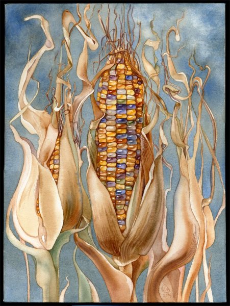 Рыльца кукурузы строение