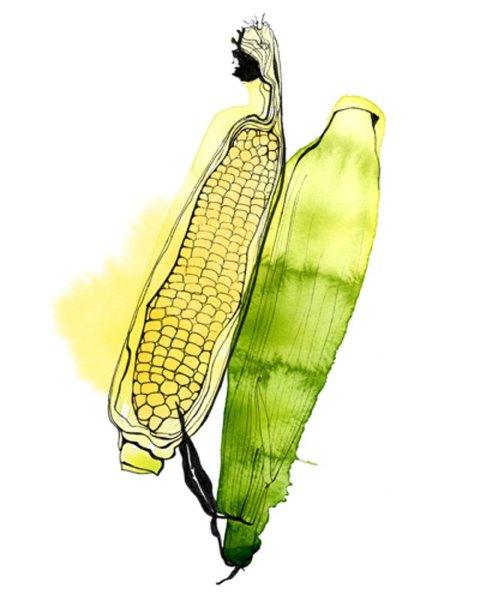 Кукуруза Ботаническая иллюстрация