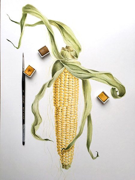 Кукуруза акварелью