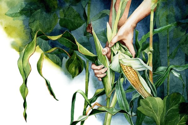 Кукуруза это овощ