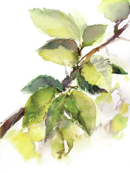 Ветка дерева акварель