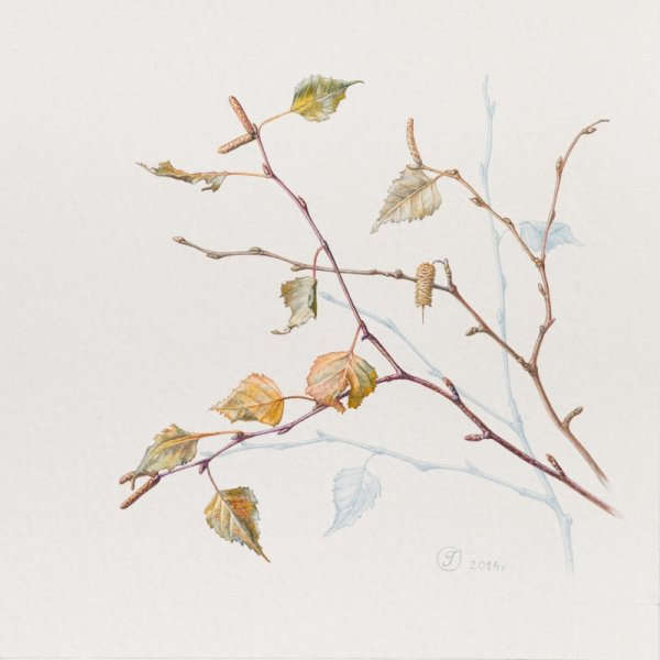 Ветка дерева акварель