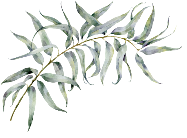 Веточка эвкалипта