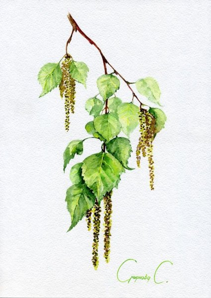 Лист березы акварель