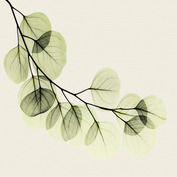 Постеры веточки