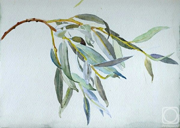 Плакучая Ива японская акварель