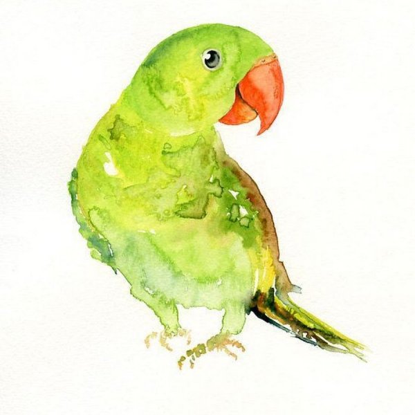Попугай корелла акварель