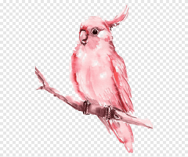 Попугаи неразлучники акварель