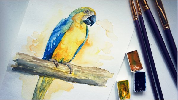 Волнистые попугайчики акварель