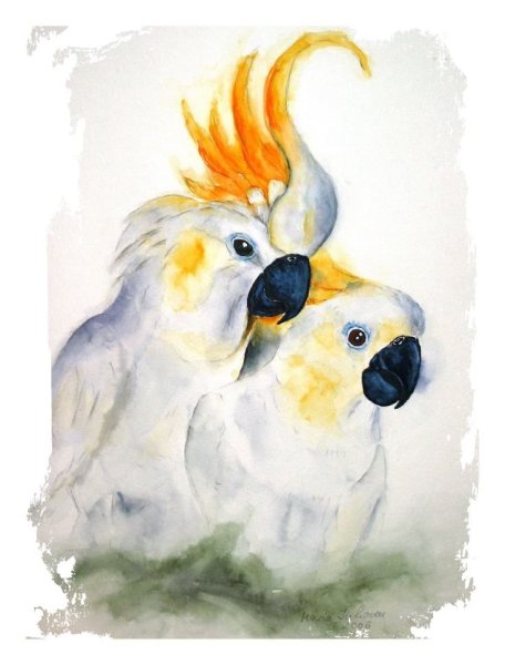 Волнистый попугай акварелью