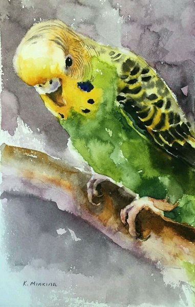 Попугай акварелью