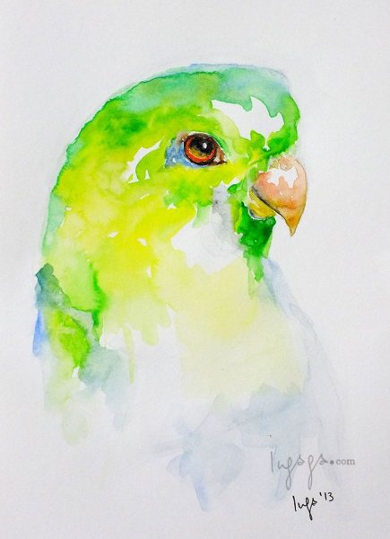 Волнистые попугайчики акварель