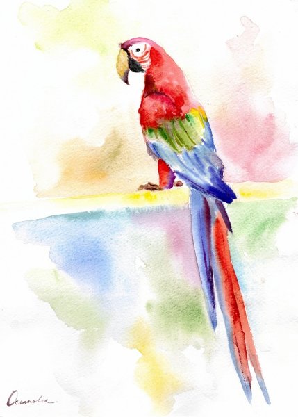 Попугаи неразлучники акварель